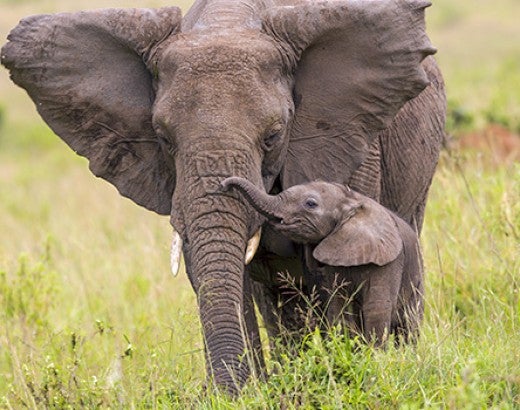 Elephant mother with child in grassy field