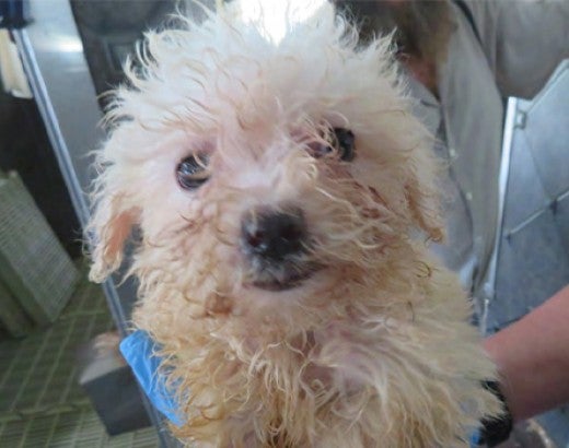 Small white dog found to be sick after rescue from USDA licensed puppy mill