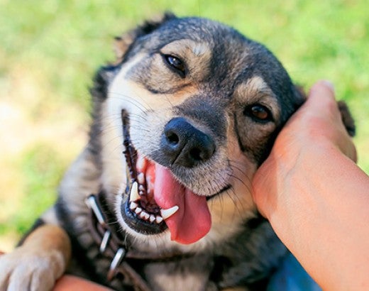 Happy dog having is head scratched outside