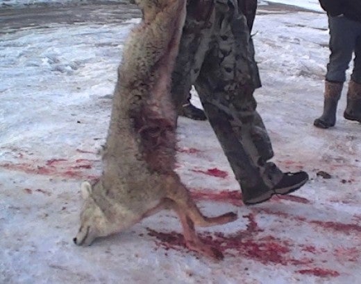 Dead coyote being dragged by a hunter during a wildlife killing contest