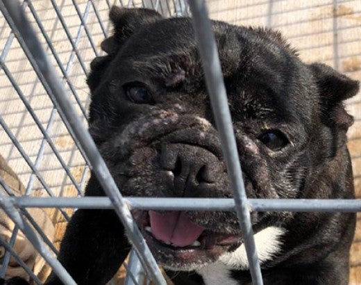 A French bulldog at Harry and Wanda Bonham’s kennel in Pottersville, Missouri, was one of several dogs found with noticeable health issues. 