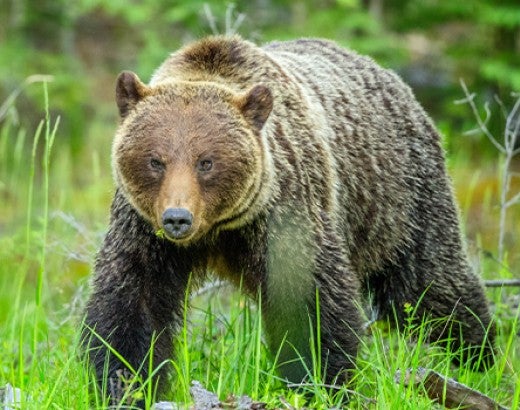 grizzly bear in grass field