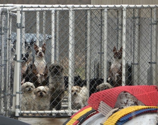 Many dogs in small cage at commercial dog breeder farm