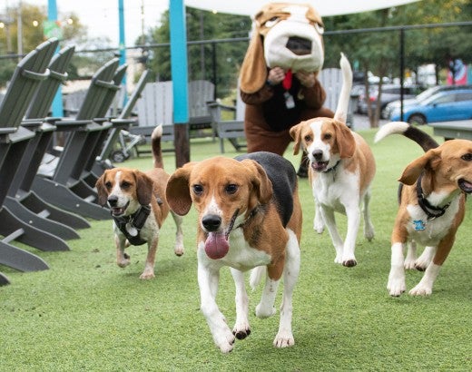 4 beagles running
