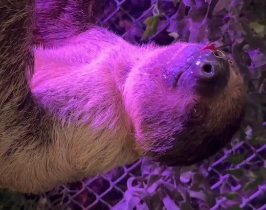 Two sloths fighting in the presence of customers who purchased an encounter with sloths. One sloth suffered from a wound under his chin.