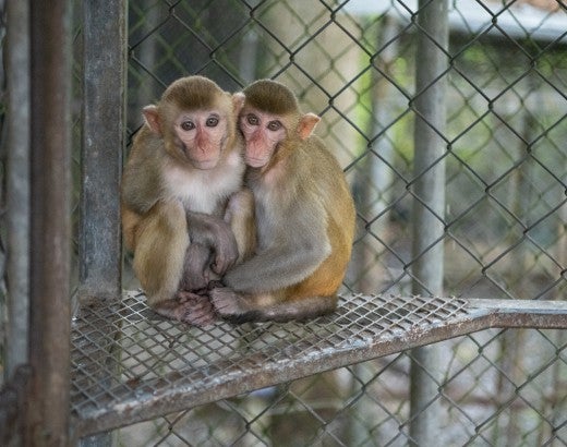 A pair of 1-year old macaque siblings sit in an enclosure at a wildlife detention center 